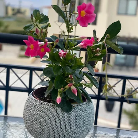 Faros Sea View